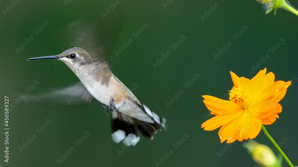 Obraz premium A Black Chinned Hummingbird Flies Near an Orange Flower in Oklahoma