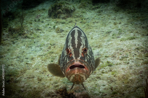A nassau grouper looks head on into the camera with his mouth open. These creatures in Little Cayman appear docile but are controlling predators on the reef