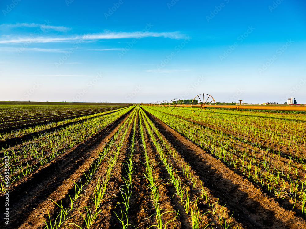 Garlic plants on a field, green agiricultural field