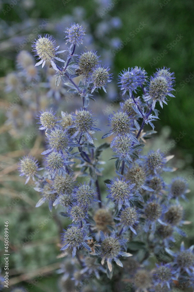 bunch of flowers bunch of flowers