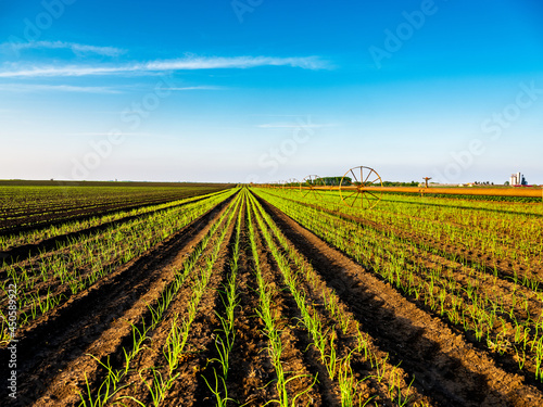 Garlic plants on a field  green agiricultural field