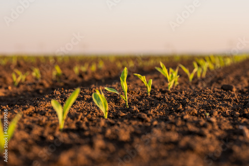 Foto Green corn maize plants on a field. Agricultural landscape