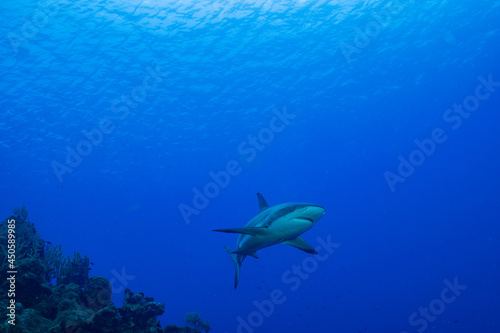 A reef shark off Bloody Bay Wall in Little Cayman. These predators are a welcome sight for scuba divers