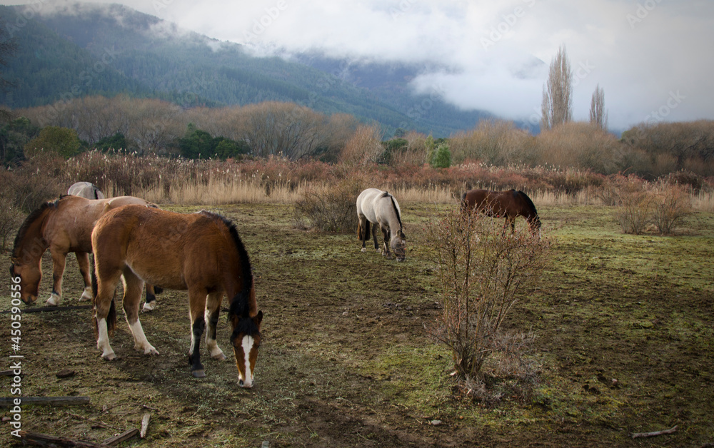 horses eating, chestnut brown horses on a farm