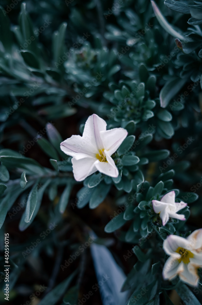 Fototapeta premium Flowers in the garden
