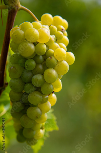 large bunch of white wine grapes on a vine