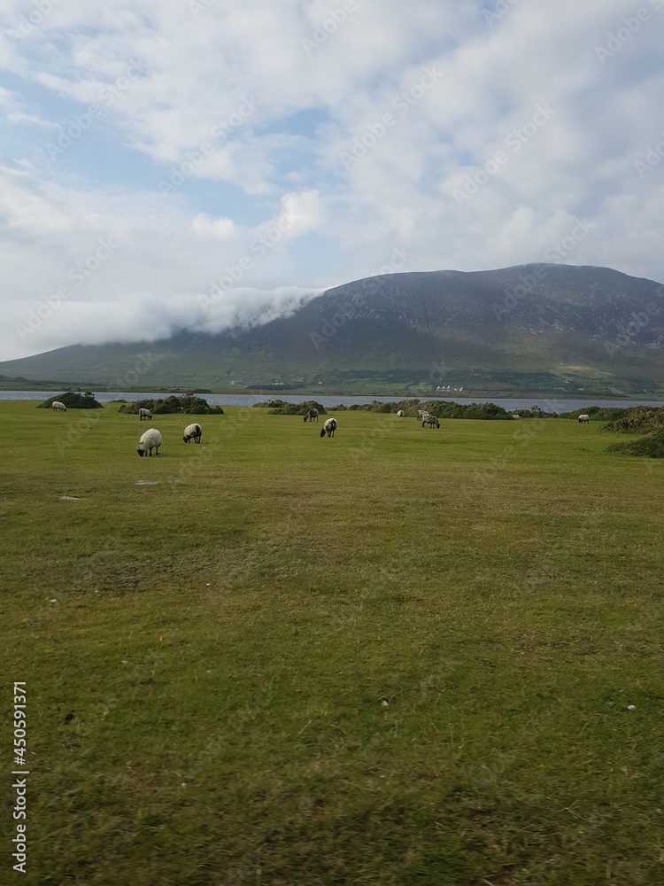 cows on the meadow