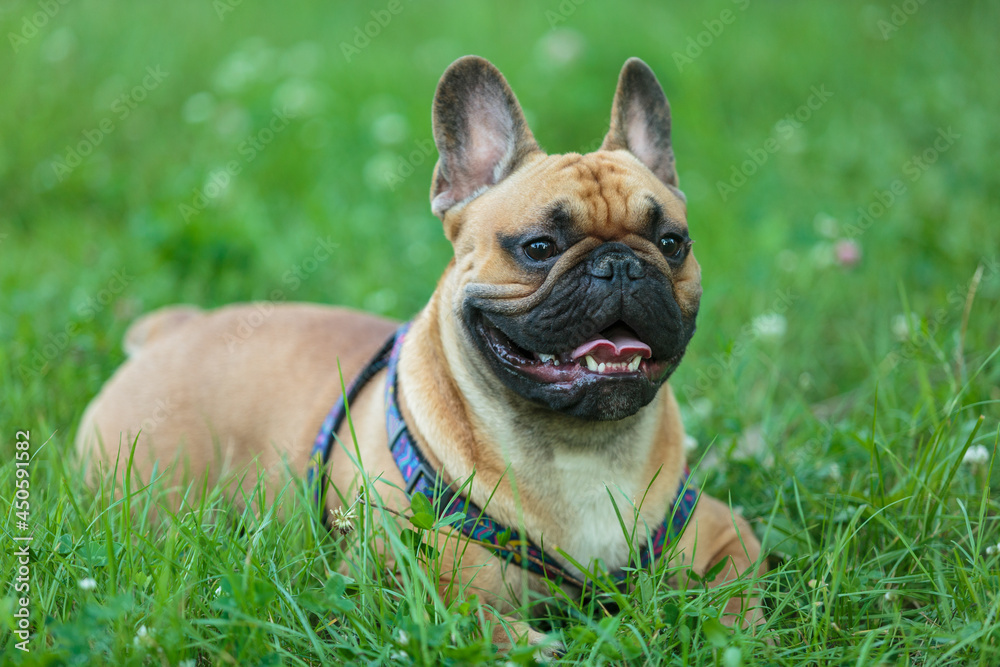Funny french bulldog outside. Adorable orange bulldog in the park on green grass.
