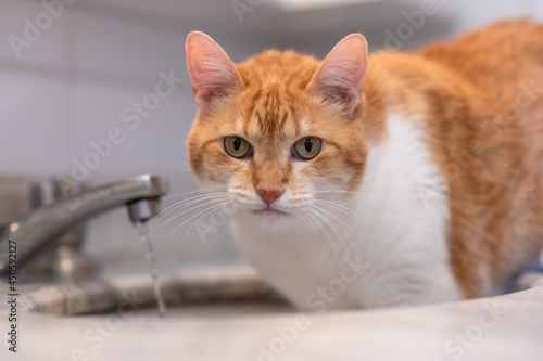 yellow cat in the sink looking at camera and a open faucet with running water