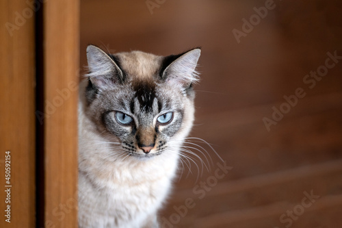 close-up of a beautiful and upset cat alone with a brown background © Elayne