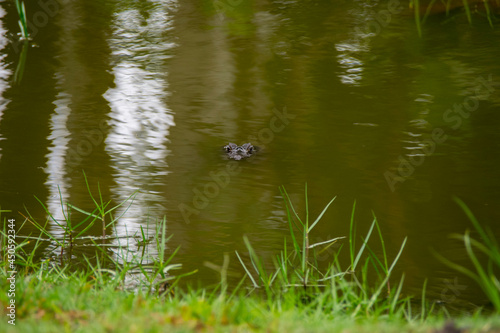 frog in the pond