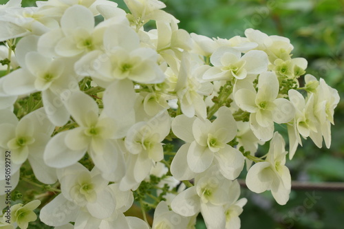 Beautiful white hydrangea flowers outdoors  © sk shizuka