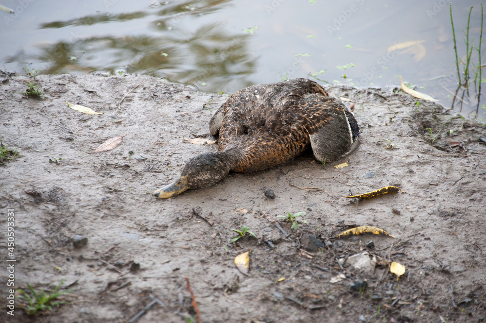 Obraz premium A dead duck lies on the shore of a pond