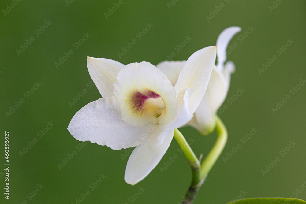 Fototapeta premium Orquídea