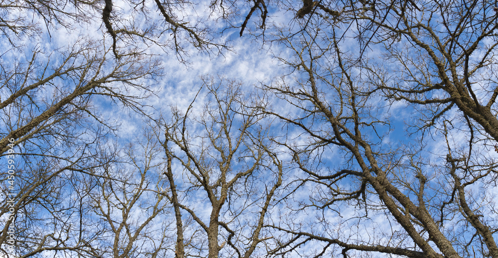 Panorama from below of winter trees with background of blue sky and white clouds Panorama from below of winter trees with background of blue sky and white clouds