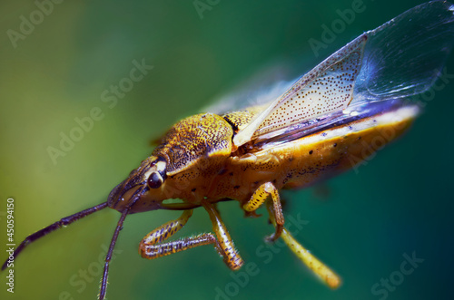 insecto, macro extremo