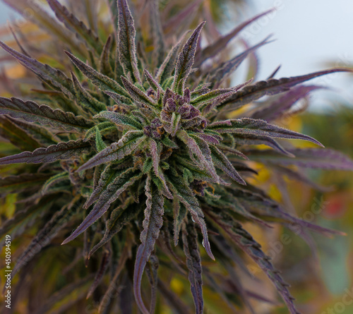 Almost macro image of violet marijuana flower in flowering stage, with high levels of thc and cbd. Grown outdoors for medicinal use.