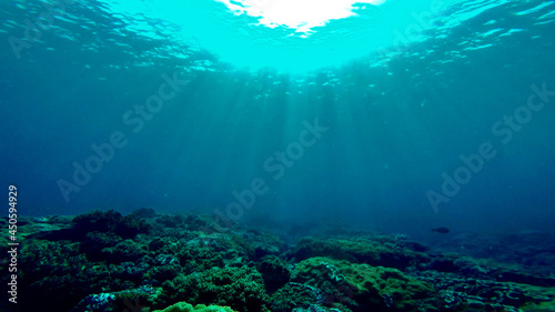 珊瑚に降り注ぐ太陽 © seapygmy