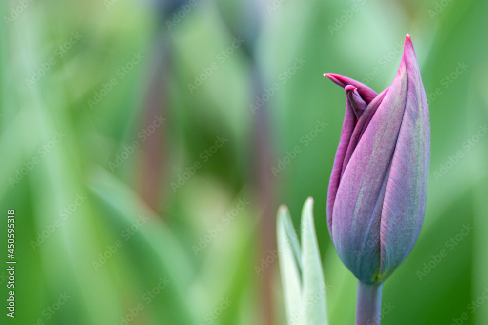A close up of a tulip bud. The bud has some purple and yellow color and there's a pink one in the background.  The stems are a little blurred or out of focus. The spring flower hasn't started to open.