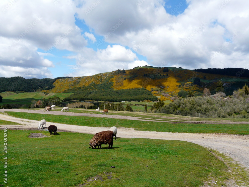 Obraz premium Sheep at the base of the mountains