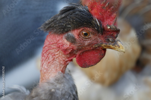 portrait of a rooster