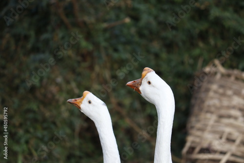 two white geese