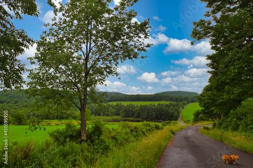 A sweet Corgi is strolling down a country road near Callicoon in the Catskills region in upstate, New York