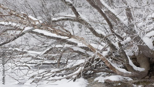 雪が積もった森の木の映像