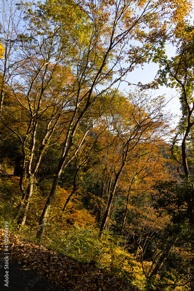 EOSRP,広島県山野峡、黄金色の紅葉。