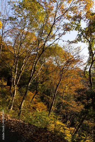 EOSRP,広島県山野峡、黄金色の紅葉。