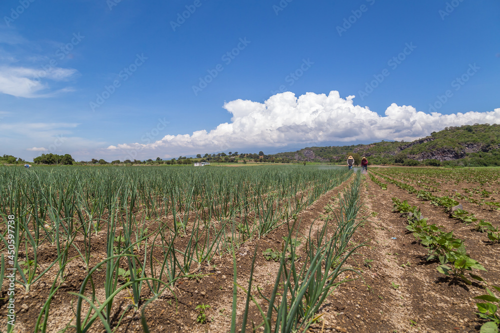 Scenic view of a field covered in onion plant plants on a clear sky background Scenic view of a field covered in onion plant plants on a clear sky background