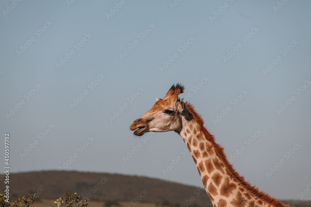 Obraz premium Wild Giraffes in South Africa.