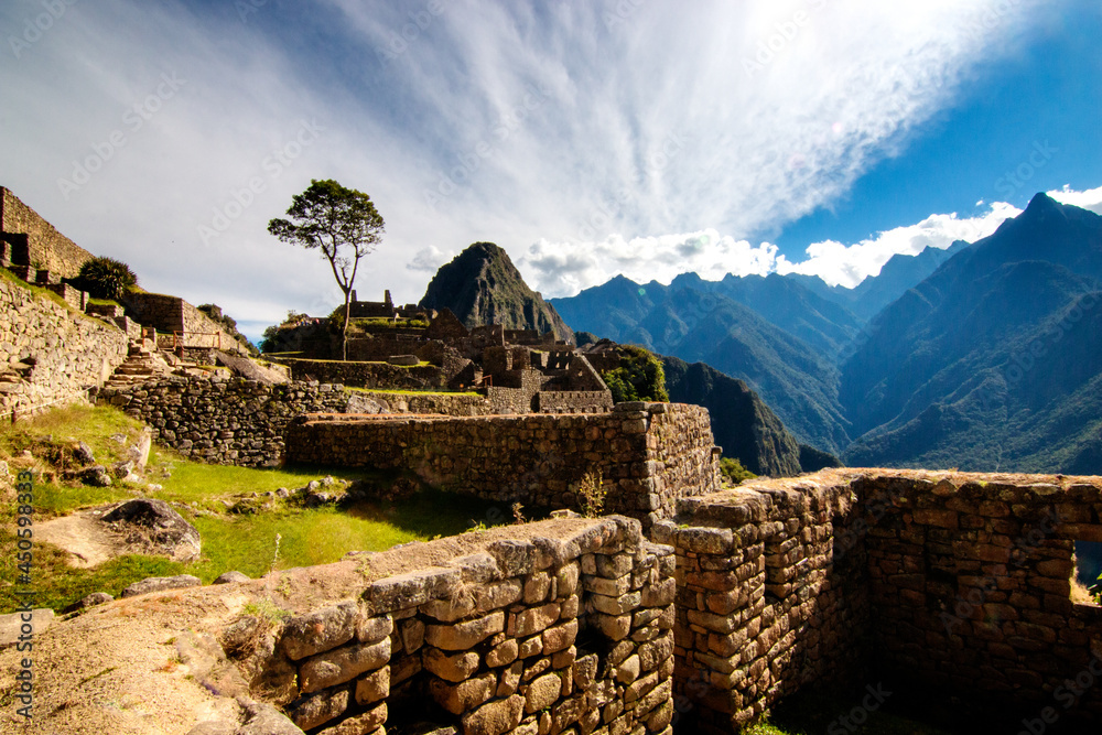 view to Machu Picchu,  mountains and lonely tree, Peru