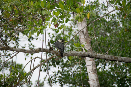 squirrel on tree