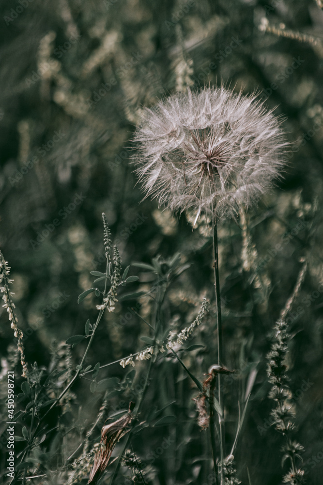White balloon is an old dandelion