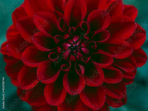 Fototapeta Naklejka Na Ścianę i Meble -  Hypnotic symmetry of red flower petals