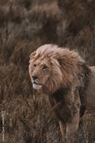 African lion sitting in and empty field. 