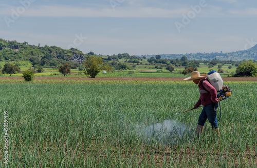Farmer spraying fertilizers in an onion field