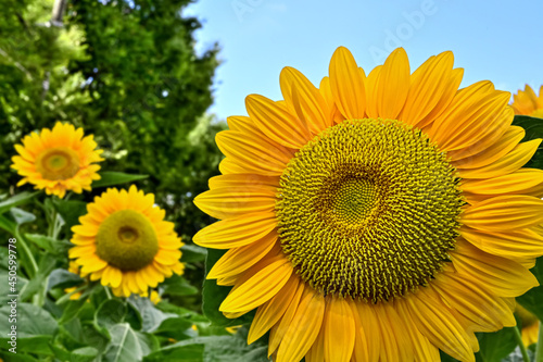                      Sunflower   