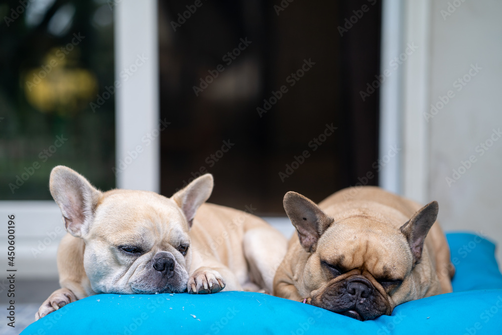 Adorable French bulldogs lying on blue pillow outdoor. Dogs relaxing in morning.