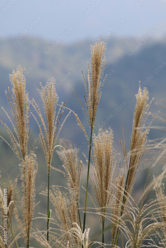 Fototapeta premium Miscanthus in mountain 