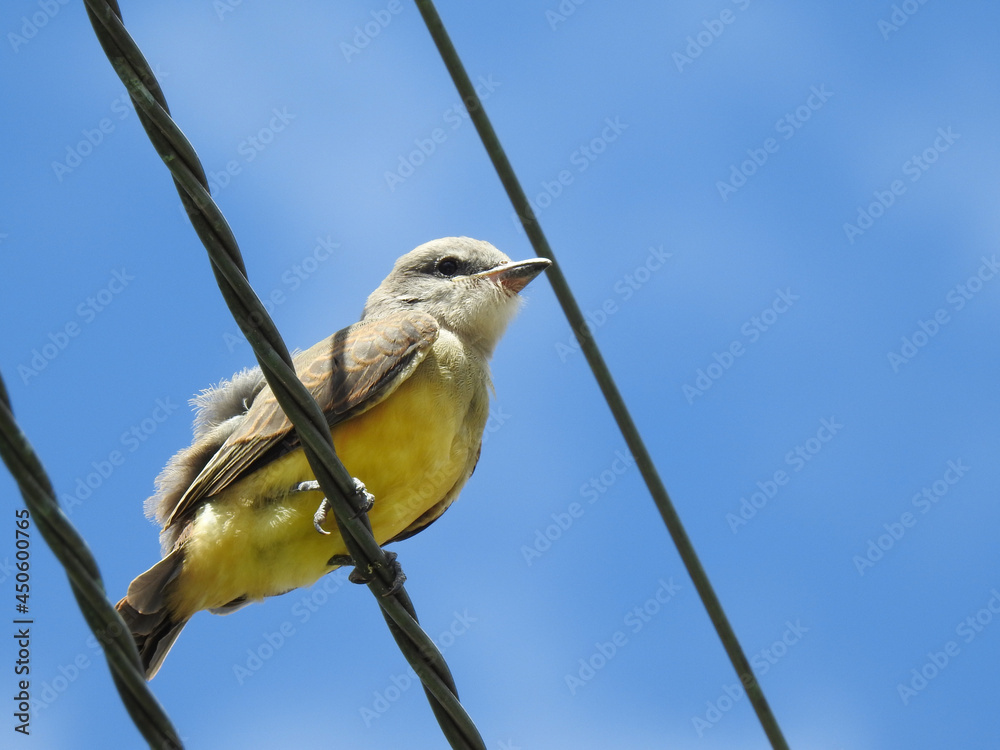 Fototapeta premium Close-up of a little bird, yellow-breasted, perched on a steel cable. Blue and clear sky.