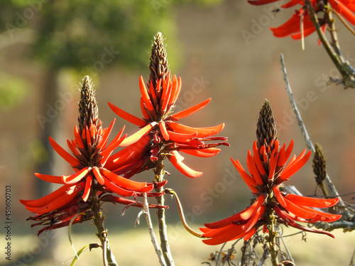 Close-up of some erythrina speciosa red flowers, native to Brazil. Sunny summer morning. Blurred background. photo