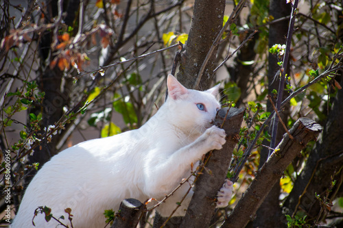 white cat on the tree