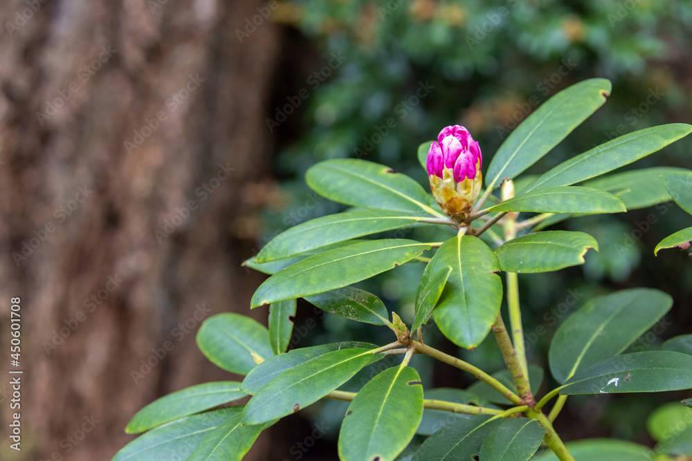 pink rhododendron flower buds growing in a forest pink rhododendron flower buds growing in a forest