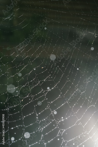 Cobwebs with drops after the morning rain.