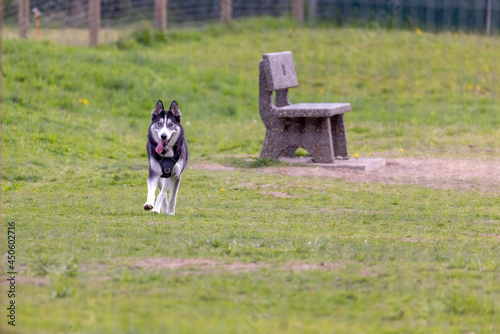 young siberian husky running with tongue hanging out