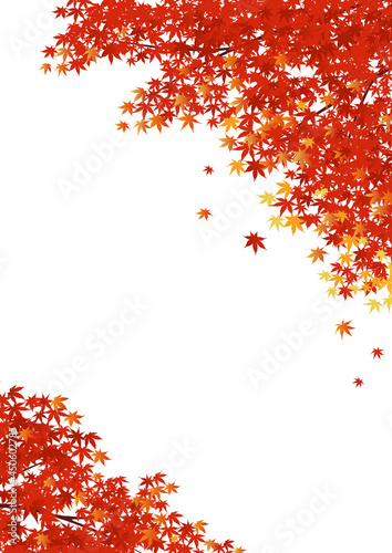 紅葉の枝