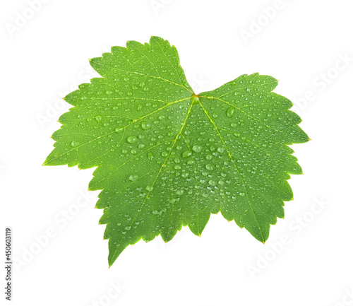 Fotografie Grape leaf with water drop isolated on white background