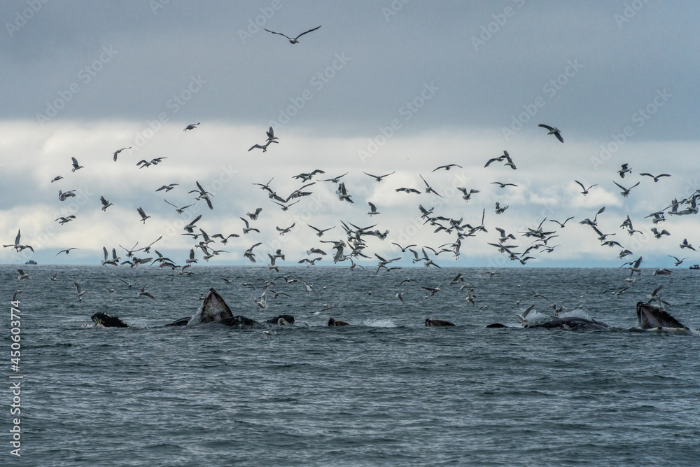 Humpback Whales Bubble Net Feeding in Resurrection Bay Alaska
